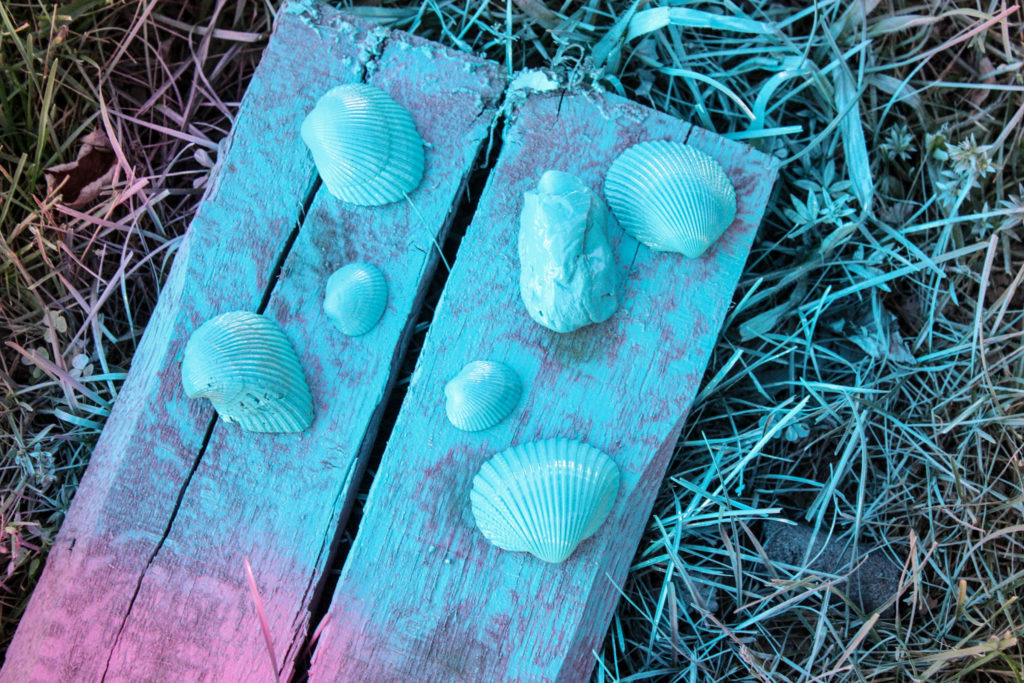 Painted Sea Shells