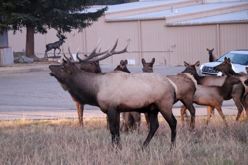 Join me for my recount of my Colorado vacation in the Rocky Mountains!