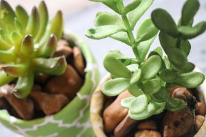 Super cute Dollar Tree flower pots covered in Fabric with cute little succulents! This is ADORABLE!