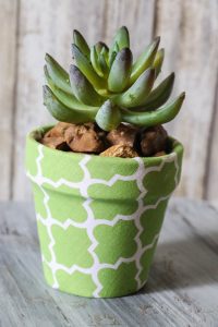 Super cute Dollar Tree flower pots covered in Fabric with cute little succulents! This is ADORABLE!