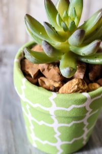 Super cute Dollar Tree flower pots covered in Fabric with cute little succulents! This is ADORABLE!